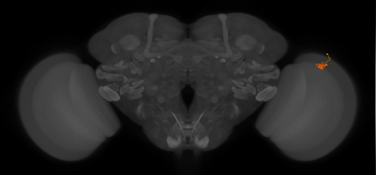 Dm2_R (JRC_OpticLobe:127848)