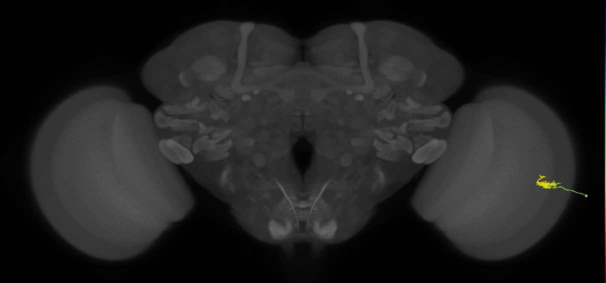 Dm2_R (JRC_OpticLobe:122391)