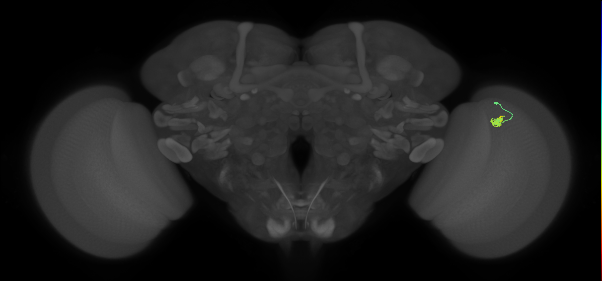 Dm2_R (JRC_OpticLobe:136166)