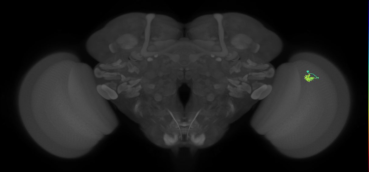 Dm2_R (JRC_OpticLobe:132554)