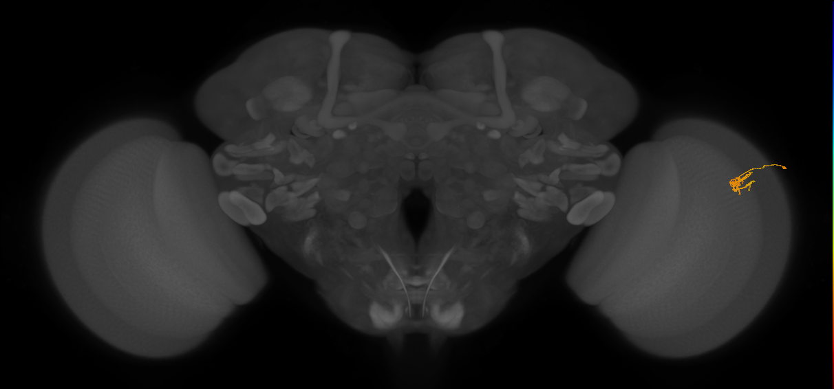 Dm2_R (JRC_OpticLobe:133557)