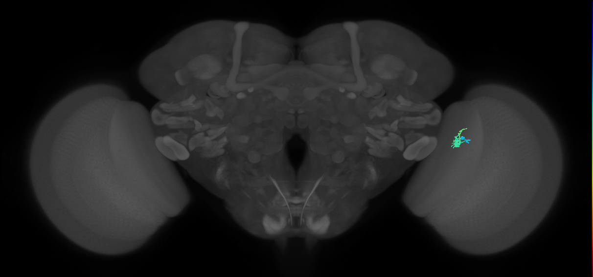 Dm2_R (JRC_OpticLobe:159299)
