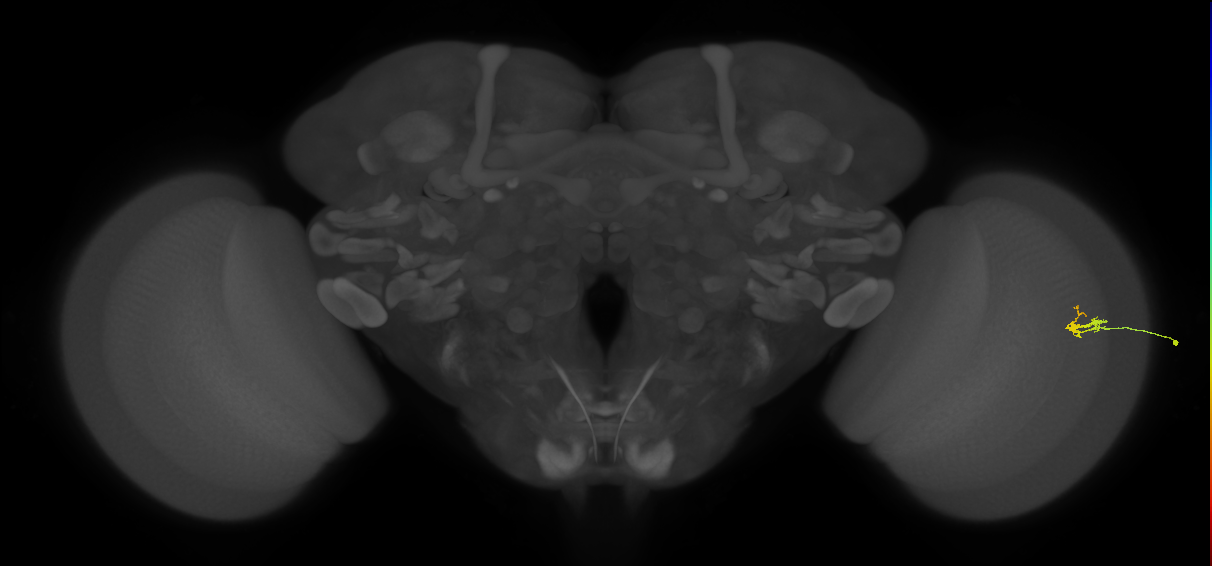 Dm2_R (JRC_OpticLobe:189275)