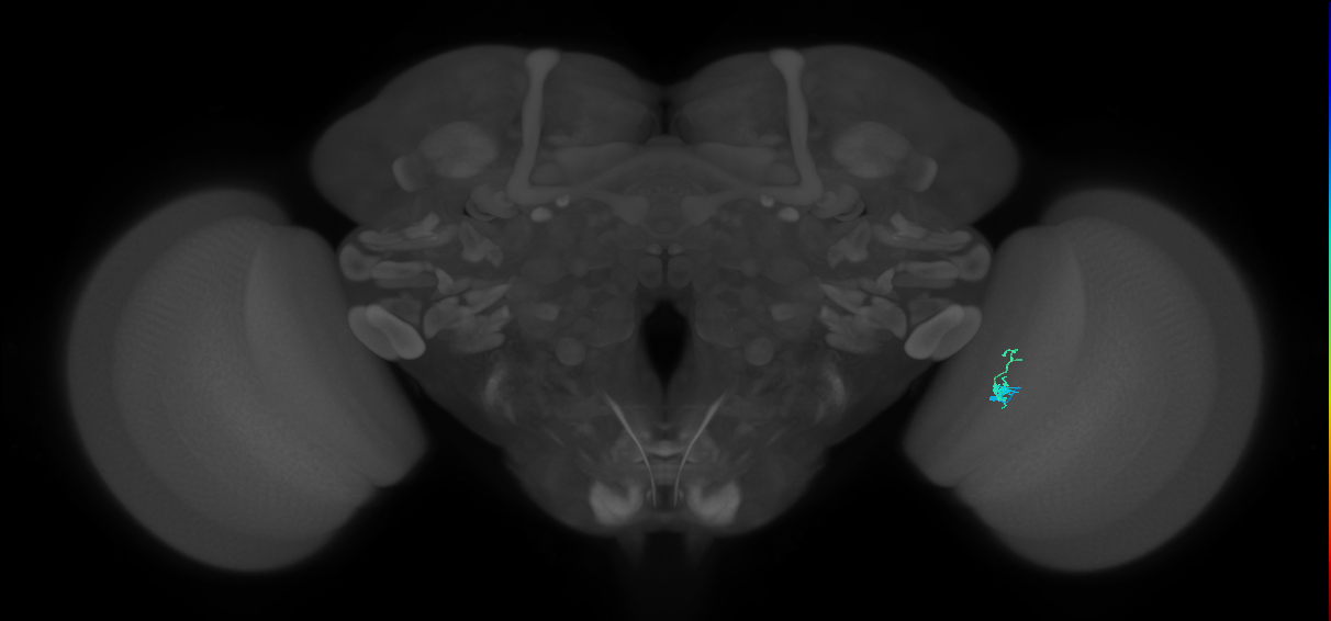 Dm2_R (JRC_OpticLobe:178793)