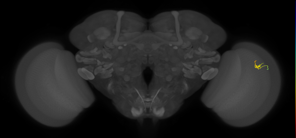 Dm2_R (JRC_OpticLobe:216069)