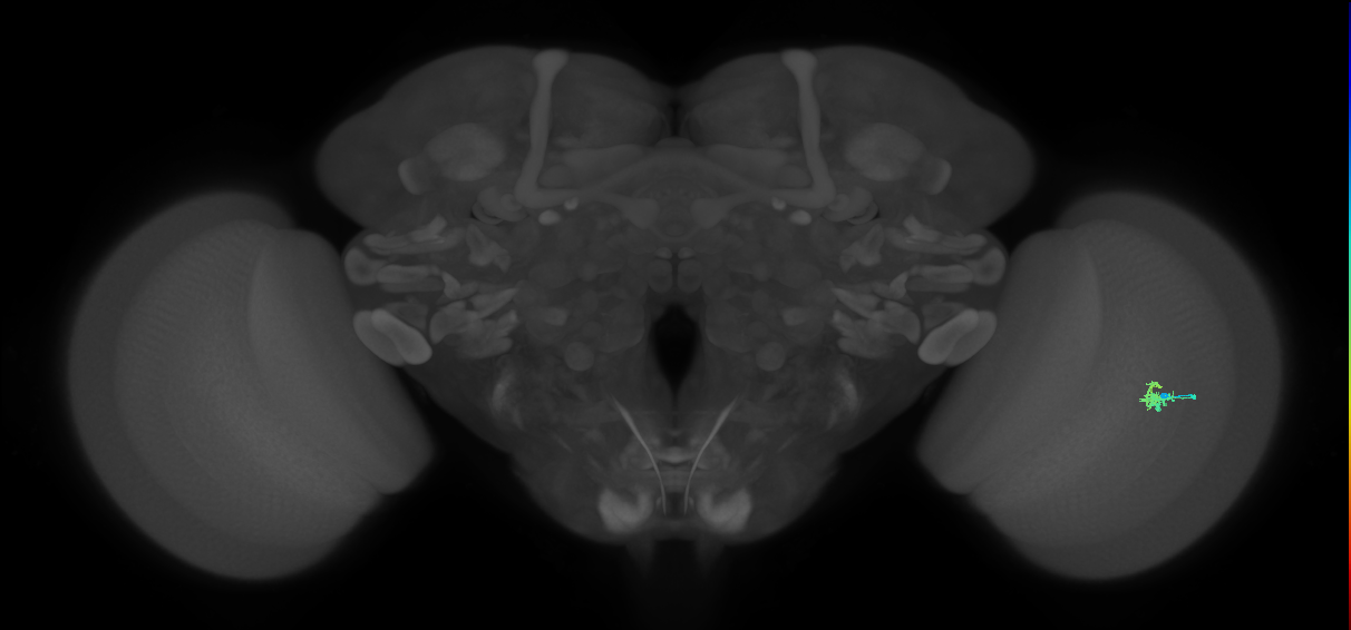 Dm2_R (JRC_OpticLobe:134570)