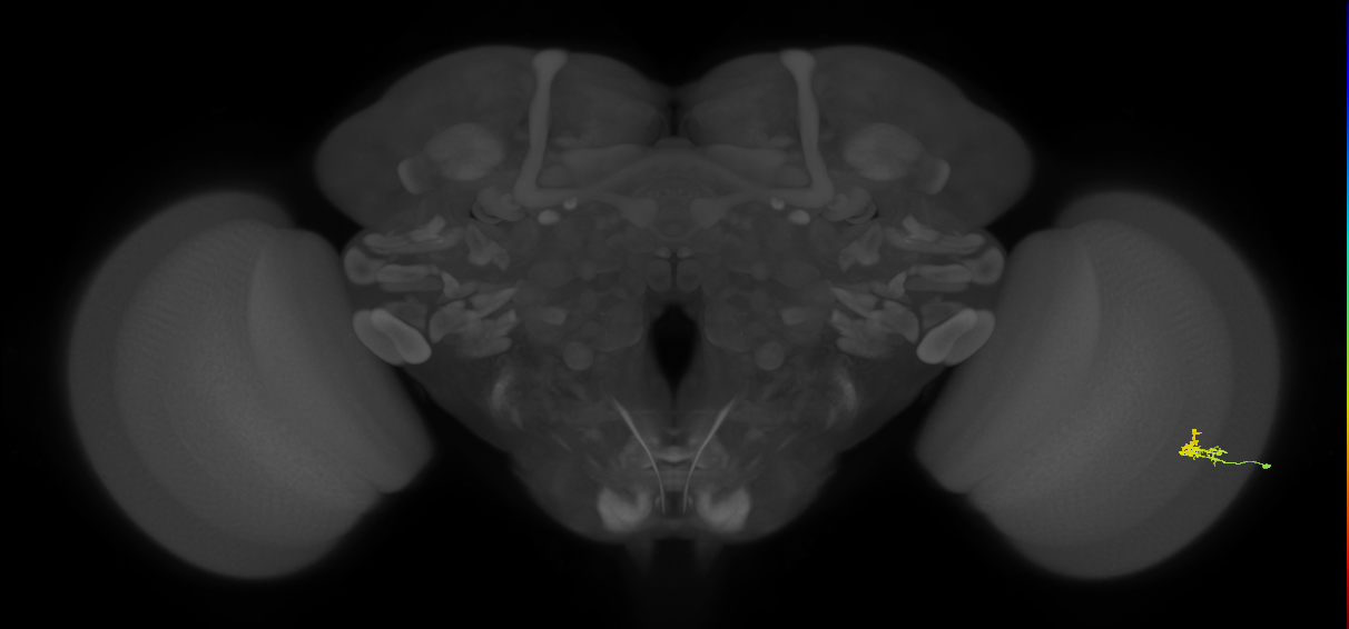 Dm2_R (JRC_OpticLobe:138426)