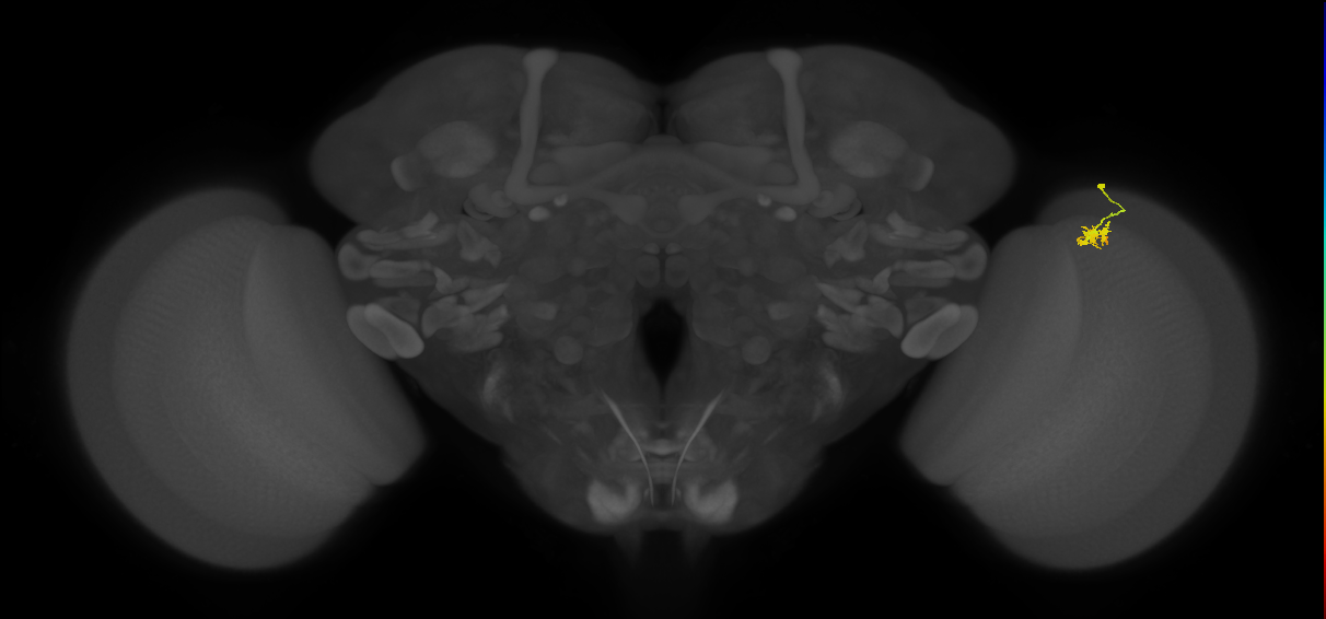 Dm2_R (JRC_OpticLobe:138583)
