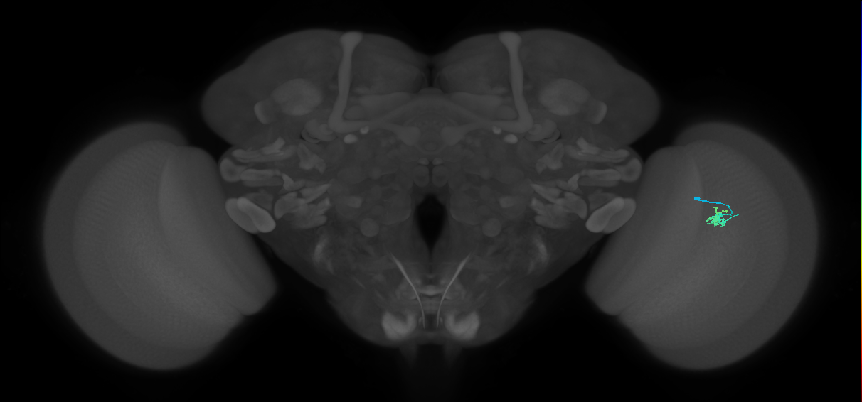Dm2_R (JRC_OpticLobe:136038)