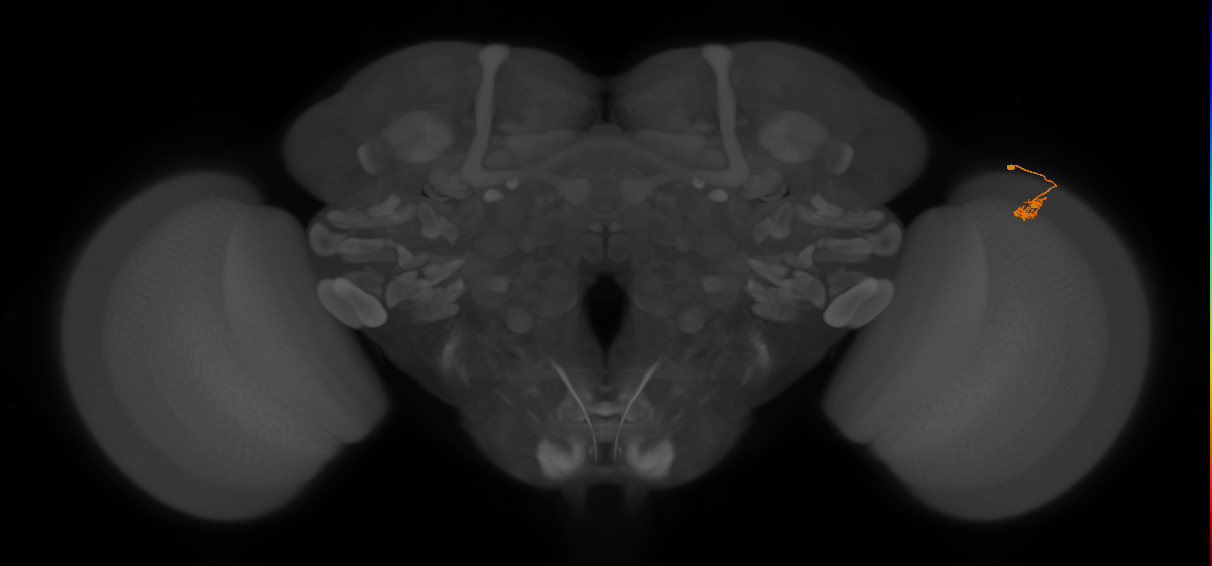 Dm2_R (JRC_OpticLobe:138970)