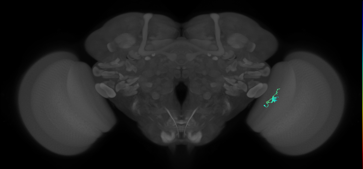 Dm2_R (JRC_OpticLobe:170479)