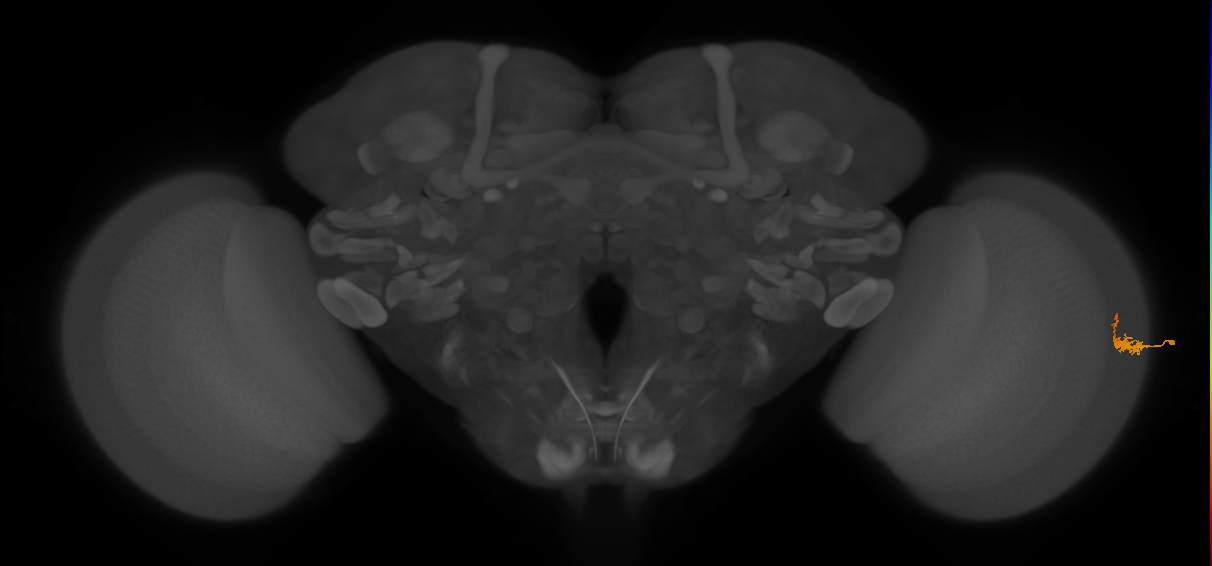 Dm2_R (JRC_OpticLobe:43677)