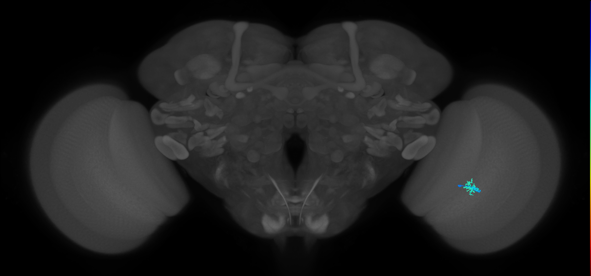 Dm2_R (JRC_OpticLobe:159421)