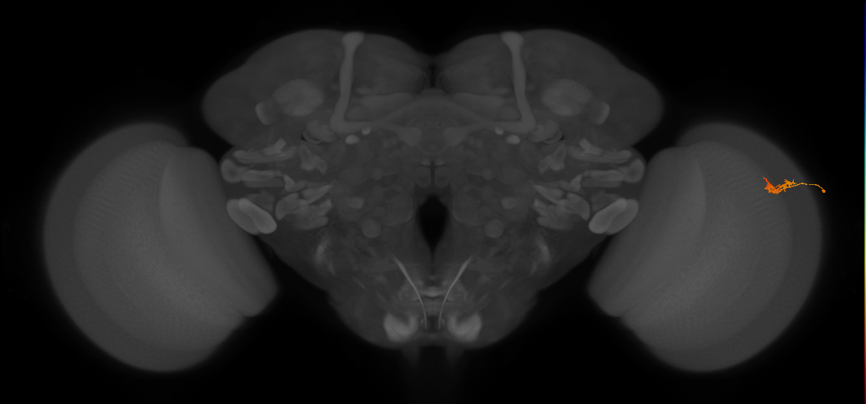 Dm2_R (JRC_OpticLobe:142067)