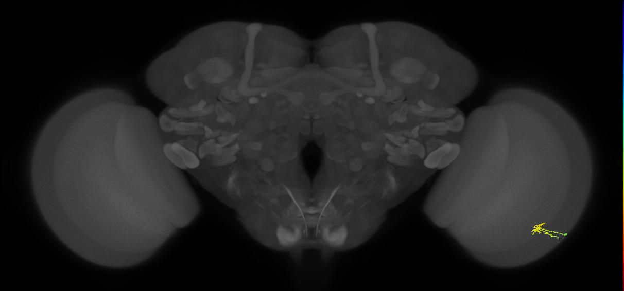 Dm2_R (JRC_OpticLobe:144768)