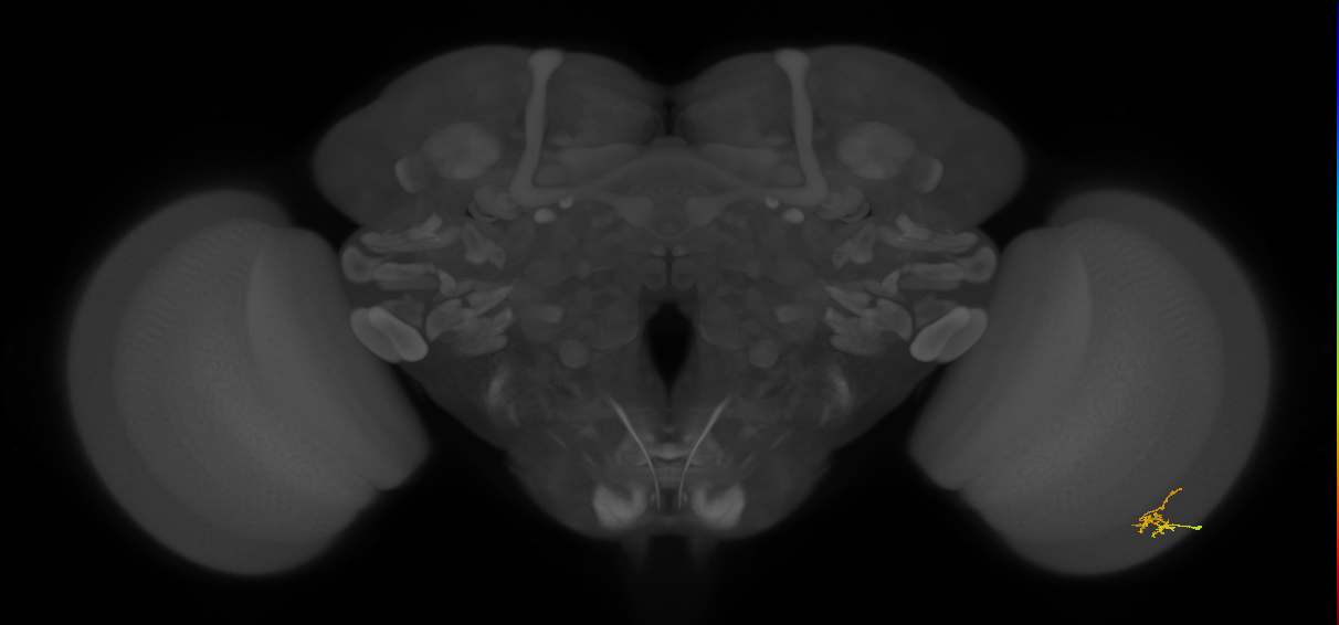 Dm2_R (JRC_OpticLobe:152764)