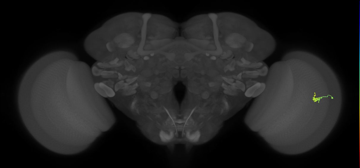 Dm2_R (JRC_OpticLobe:118071)