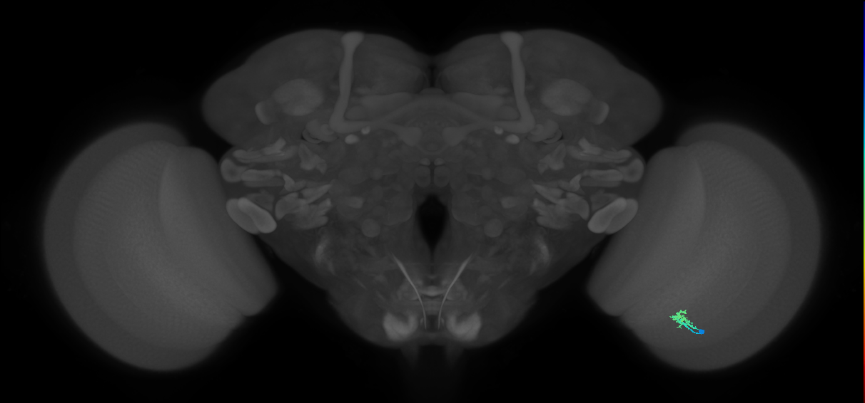 Dm2_R (JRC_OpticLobe:133107)
