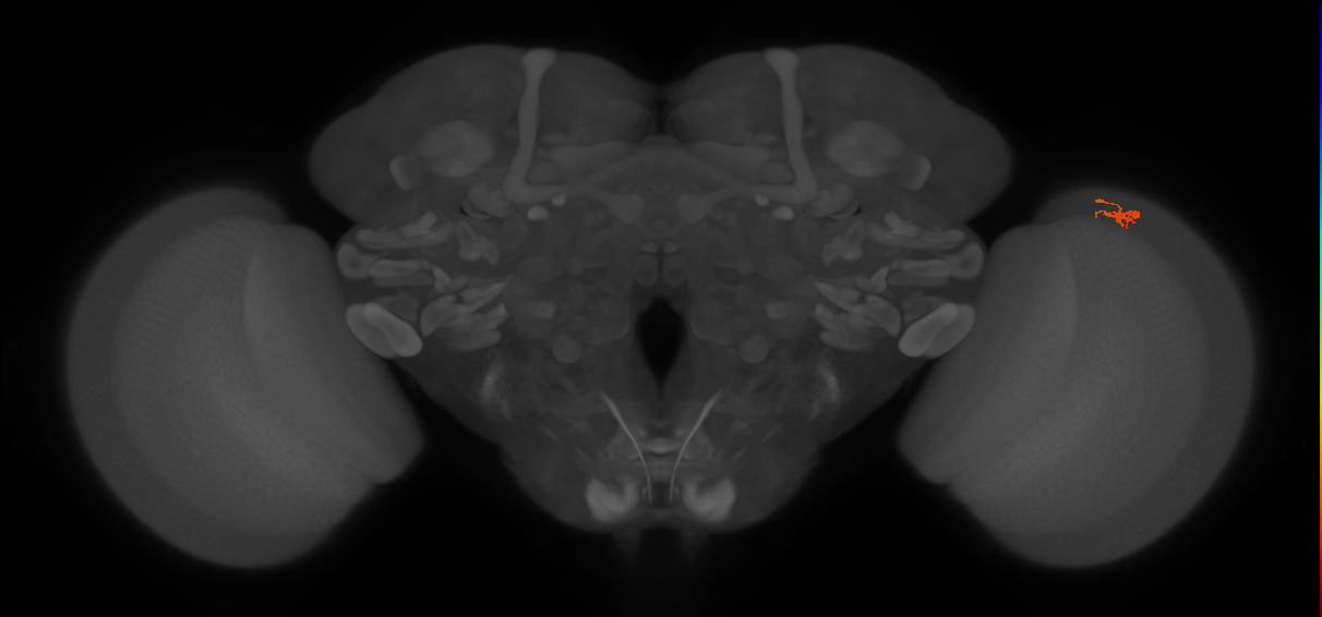 Dm2_R (JRC_OpticLobe:148592)