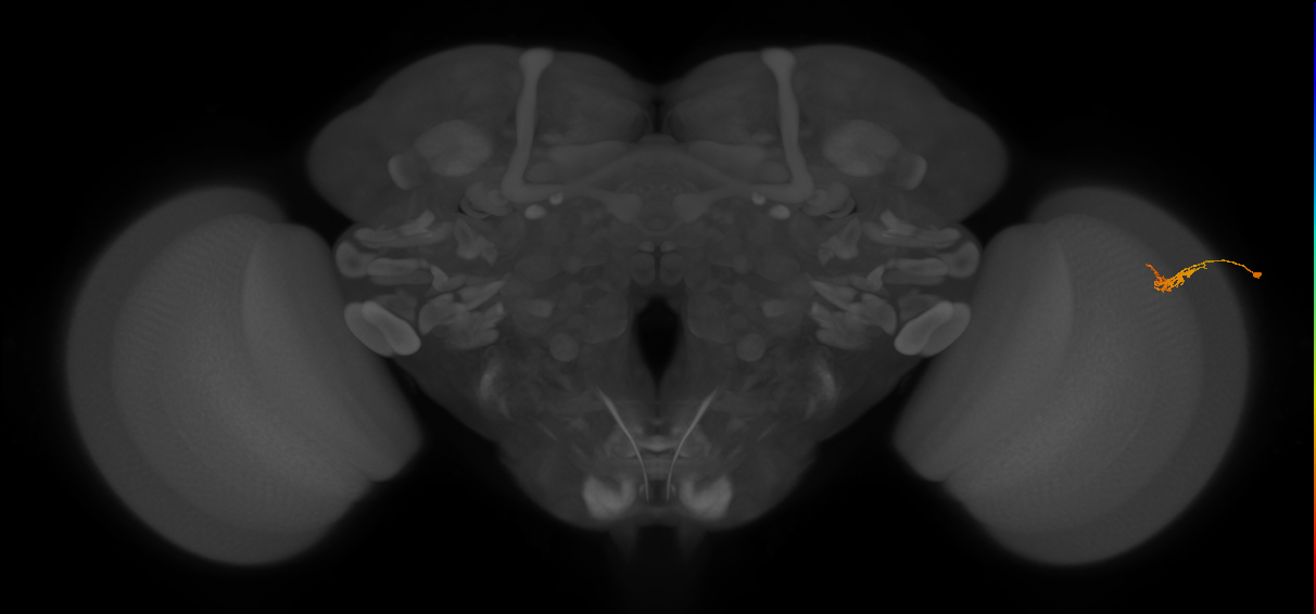 Dm2_R (JRC_OpticLobe:136032)