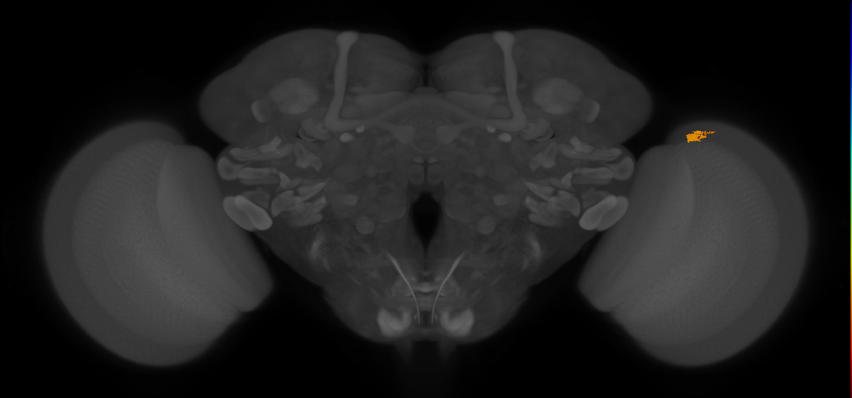 Dm2_R (JRC_OpticLobe:166580)