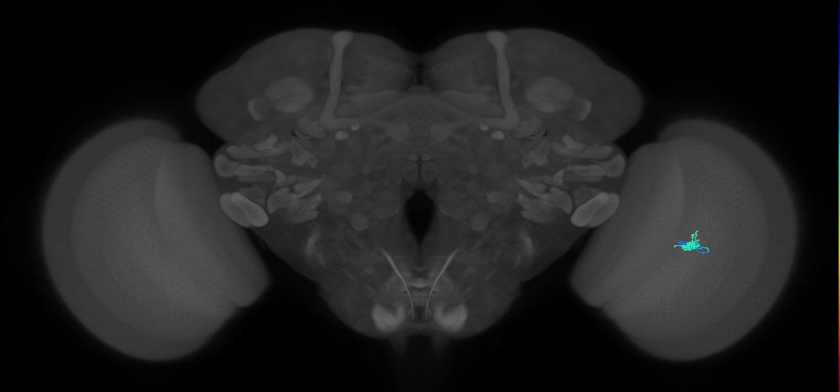 Dm2_R (JRC_OpticLobe:533693)