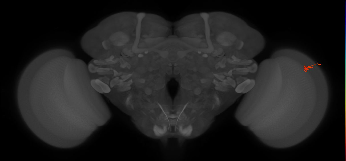 Dm2_R (JRC_OpticLobe:155611)