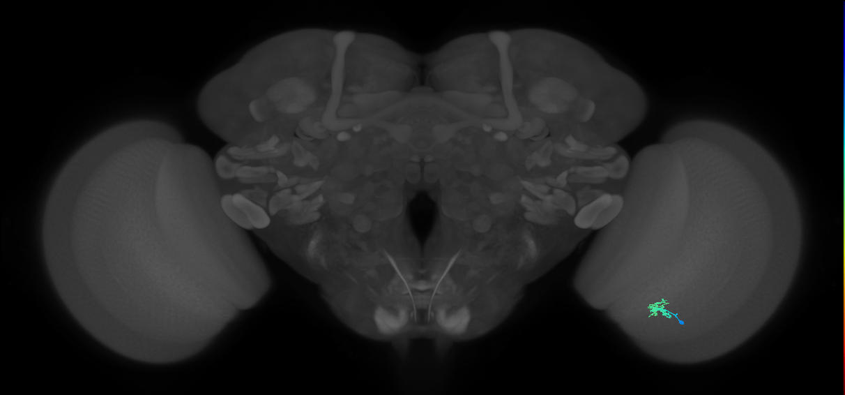 Dm2_R (JRC_OpticLobe:138881)