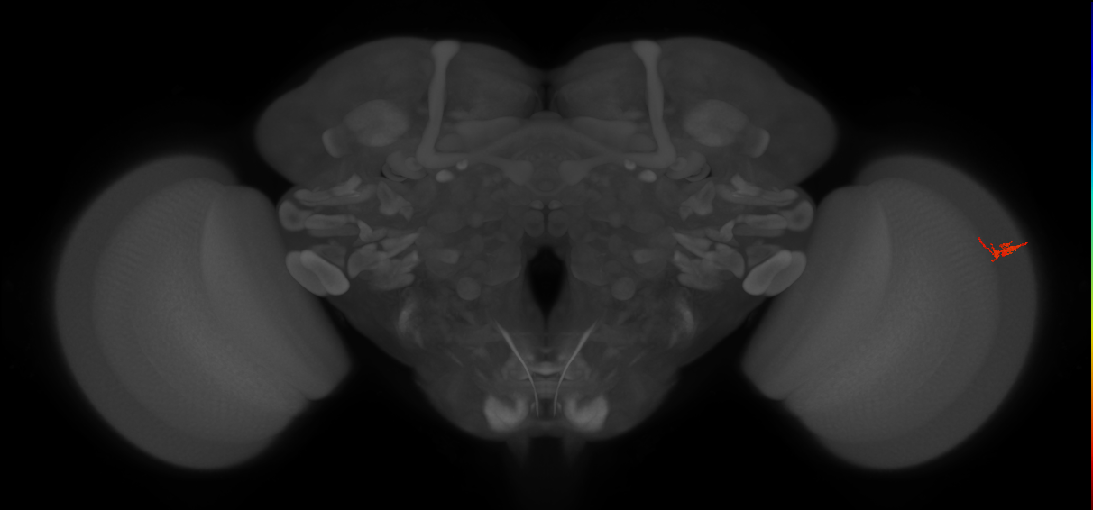 Dm2_R (JRC_OpticLobe:156469)