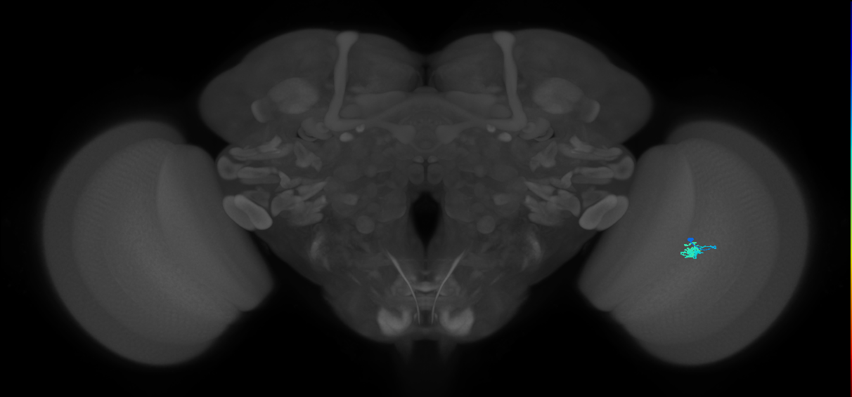 Dm2_R (JRC_OpticLobe:134052)