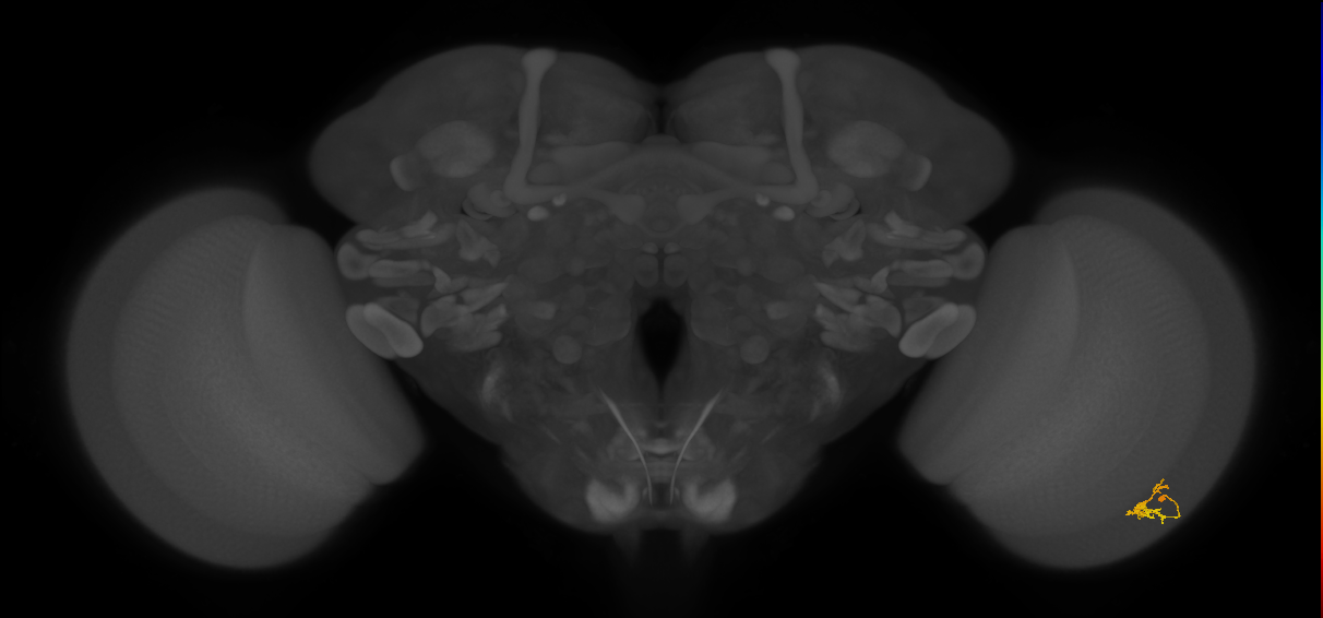 Dm2_R (JRC_OpticLobe:129911)