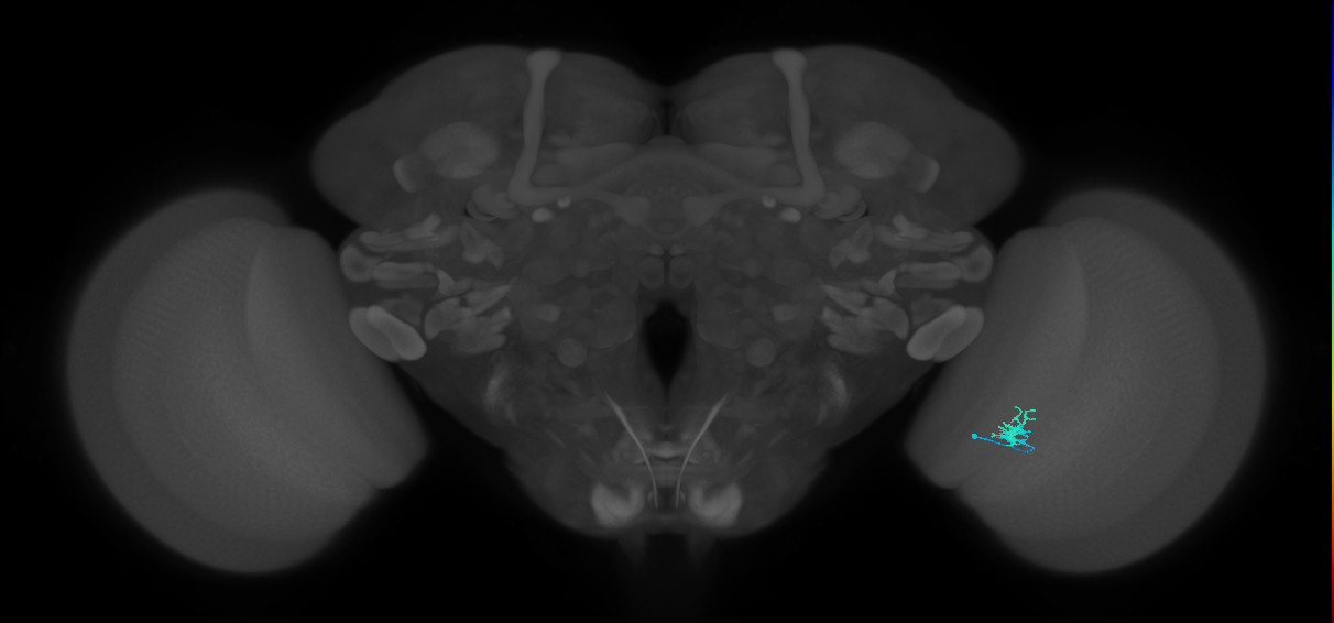 Dm2_R (JRC_OpticLobe:164076)