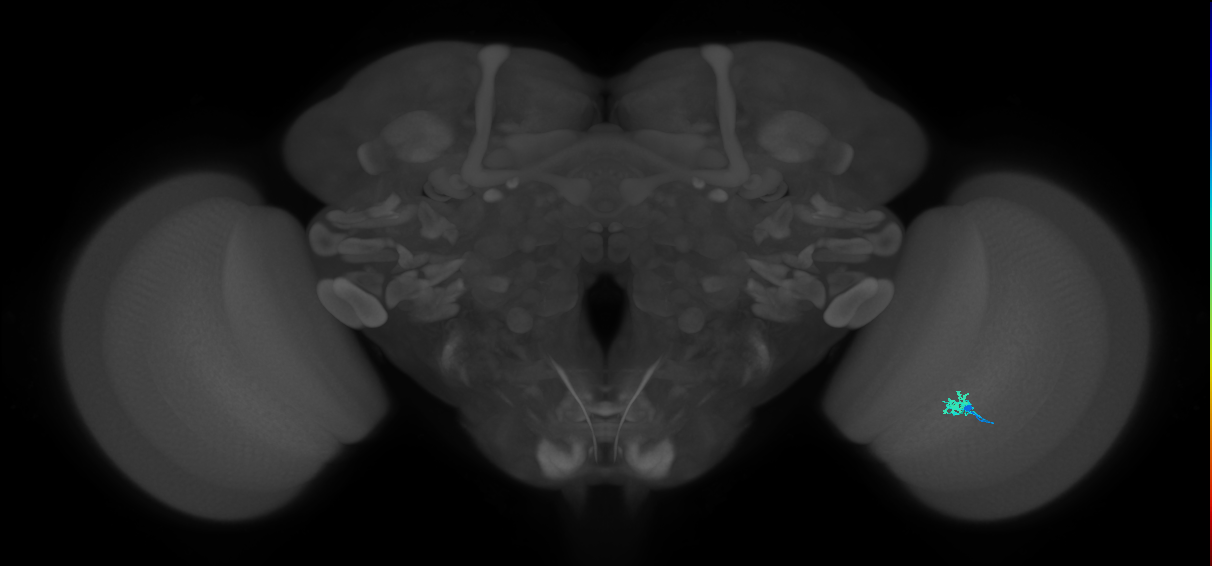 Dm2_R (JRC_OpticLobe:159427)