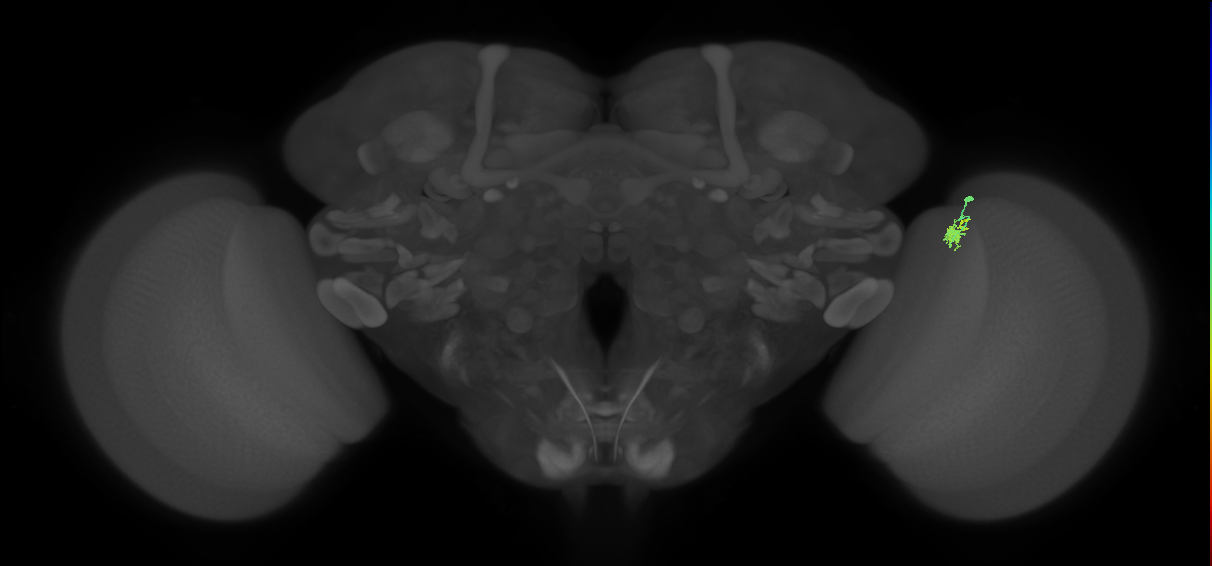 Dm2_R (JRC_OpticLobe:143841)