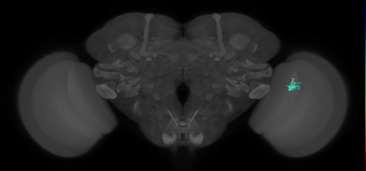 Dm2_R (JRC_OpticLobe:121217)