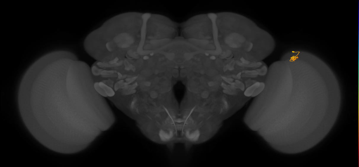 Dm2_R (JRC_OpticLobe:148012)