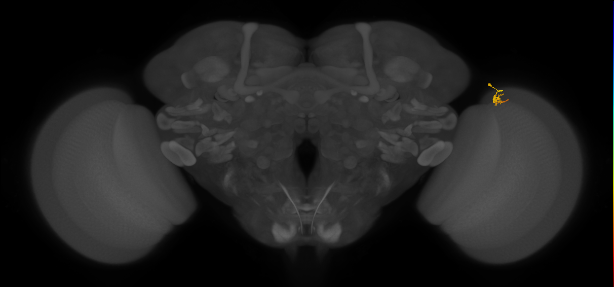 Dm2_R (JRC_OpticLobe:164807)