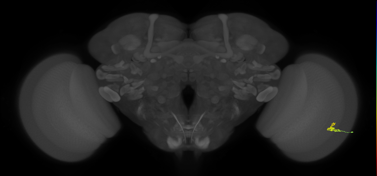 Dm2_R (JRC_OpticLobe:194850)