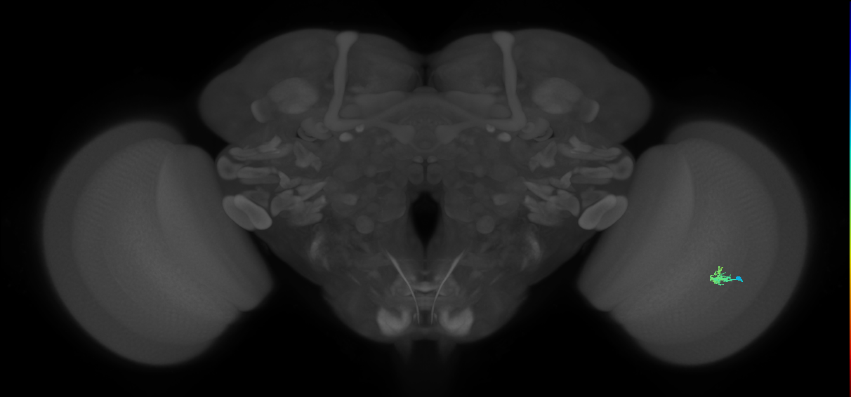 Dm2_R (JRC_OpticLobe:133822)