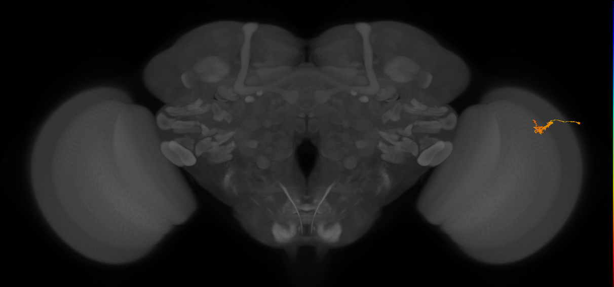 Dm2_R (JRC_OpticLobe:126616)
