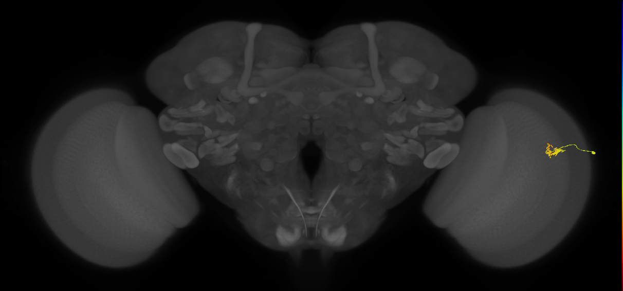 Dm2_R (JRC_OpticLobe:139122)