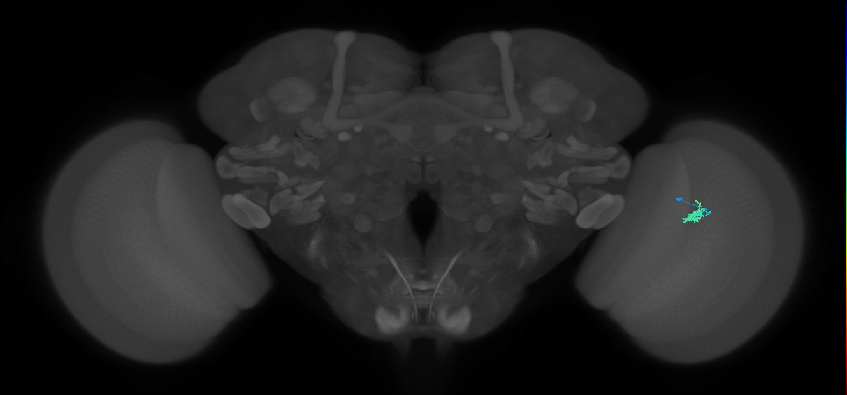 Dm2_R (JRC_OpticLobe:129612)