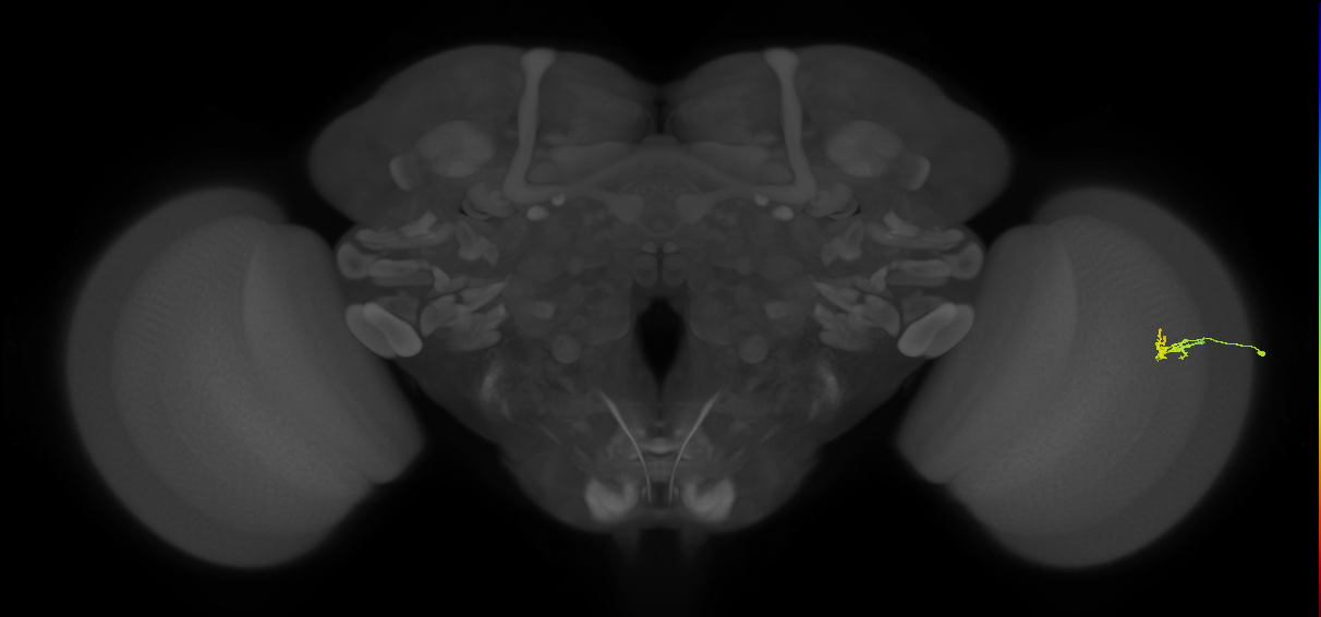 Dm2_R (JRC_OpticLobe:133377)