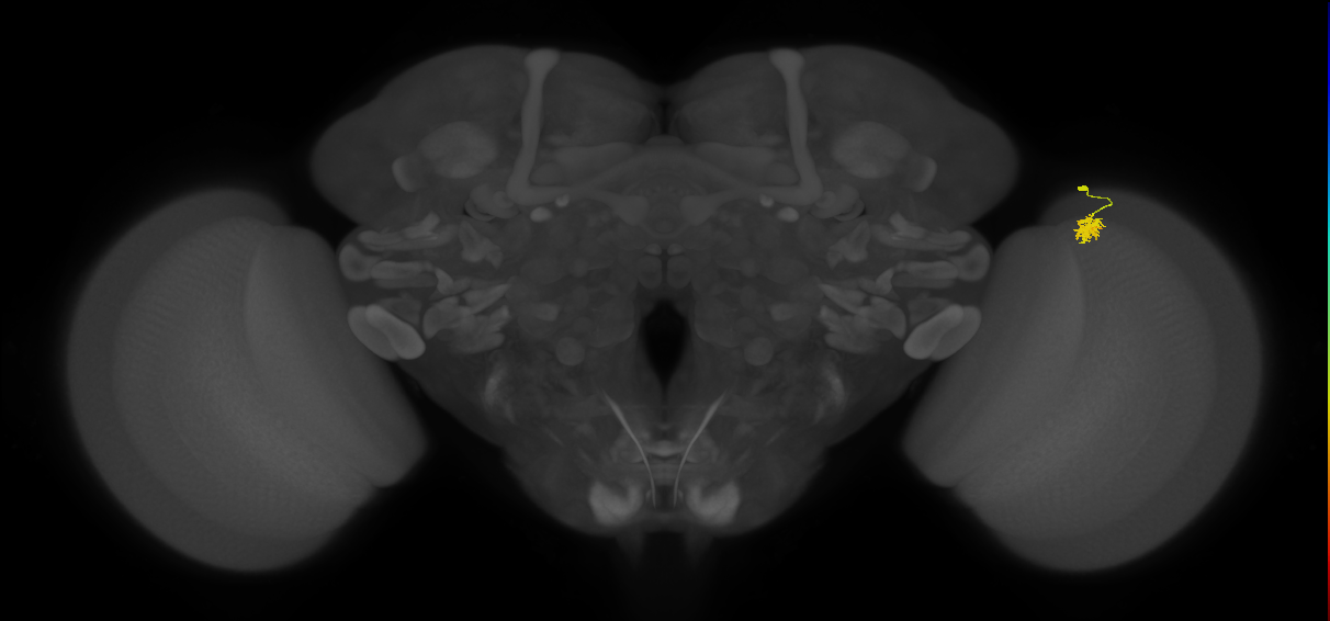 Dm2_R (JRC_OpticLobe:128692)