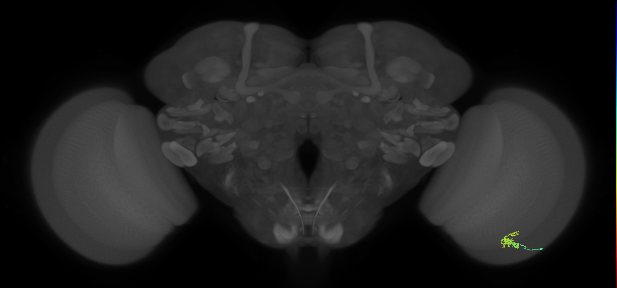 Dm2_R (JRC_OpticLobe:125331)