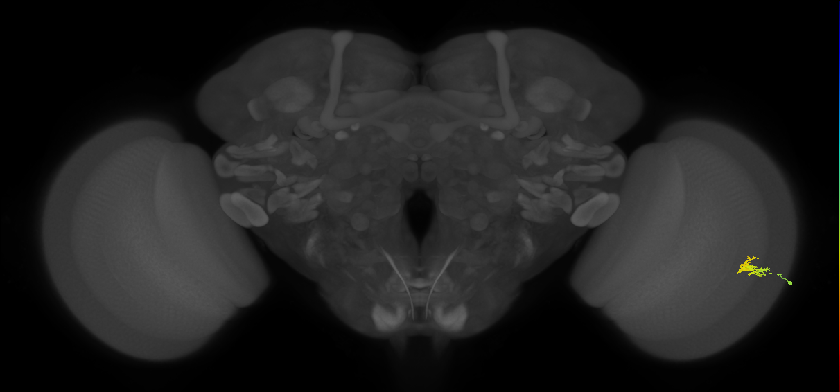 Dm2_R (JRC_OpticLobe:126613)