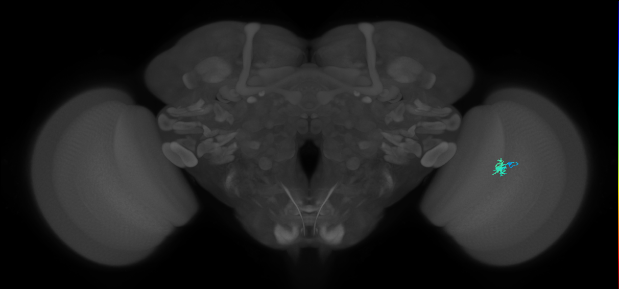 Dm2_R (JRC_OpticLobe:143842)