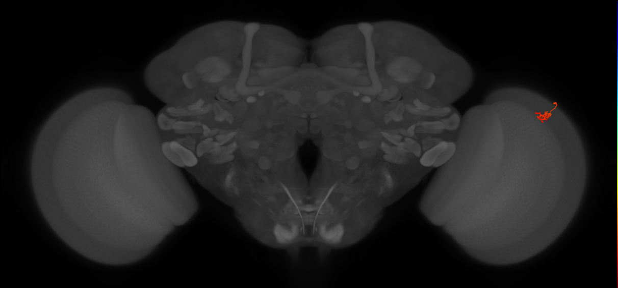 Dm2_R (JRC_OpticLobe:157141)