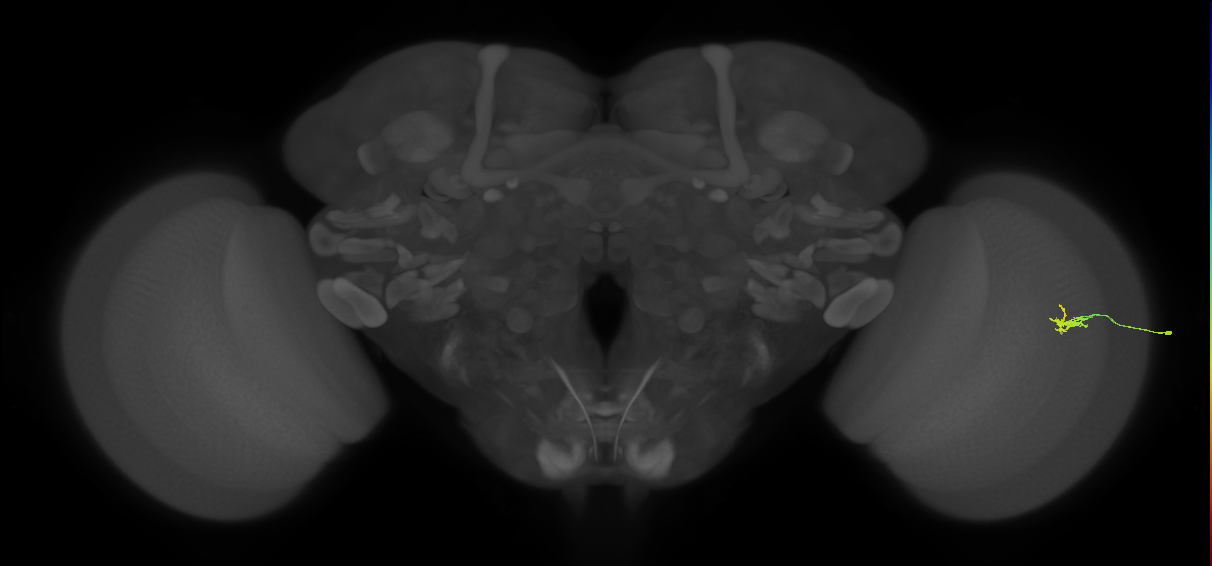 Dm2_R (JRC_OpticLobe:189672)