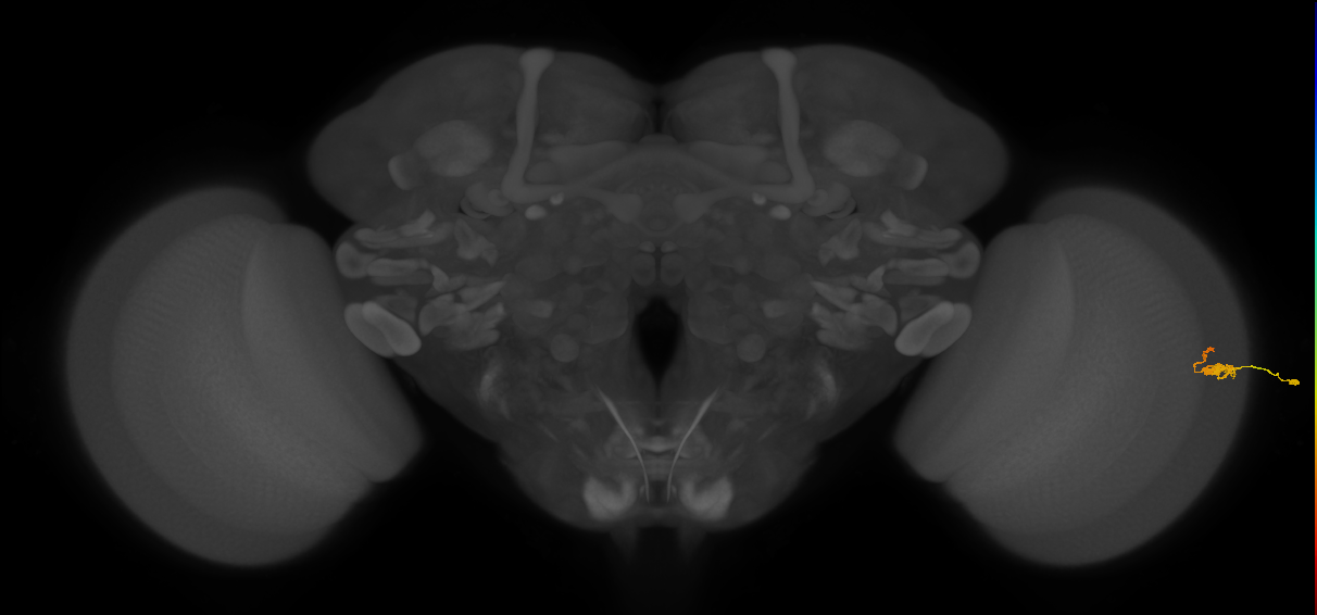 Dm2_R (JRC_OpticLobe:108895)